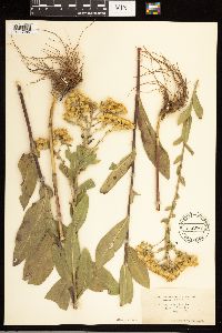 Solidago rigida image