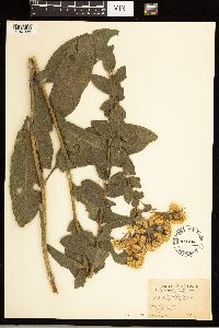 Solidago rigida image