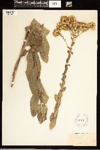 Solidago rigida image