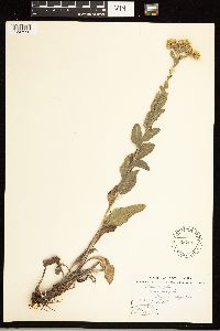 Solidago rigida image