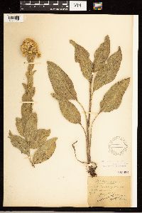 Solidago rigida image