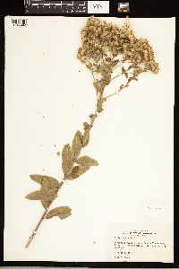 Solidago rigida image