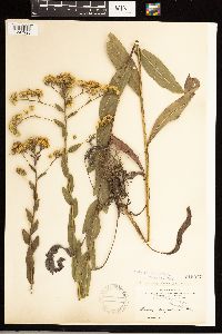 Media resource of Solidago rigida