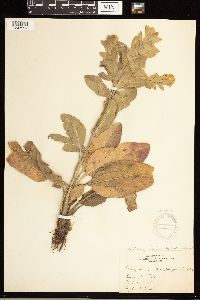 Solidago rigida subsp. humilis image