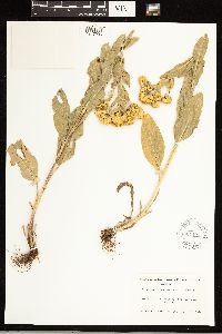 Solidago rigida subsp. humilis image