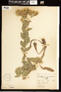 Solidago rigida subsp. humilis image