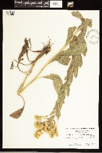 Solidago rigida subsp. humilis image