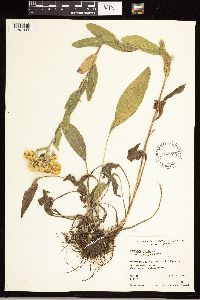 Solidago rigida subsp. humilis image