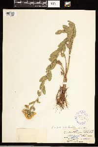 Solidago rigida subsp. humilis image