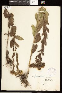 Solidago rigida subsp. humilis image