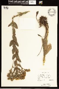 Solidago rigida subsp. rigida image