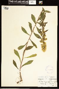 Solidago roanensis image