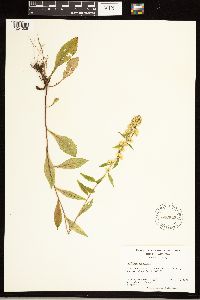Solidago roanensis image