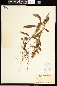 Solidago roanensis image