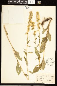Solidago roanensis image