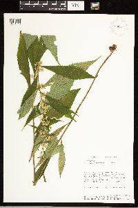 Solidago roanensis image