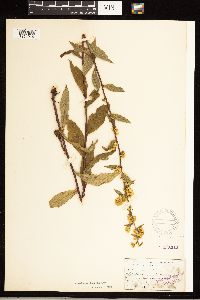 Solidago roanensis image