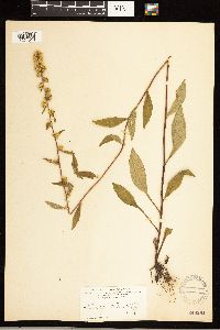 Solidago roanensis image