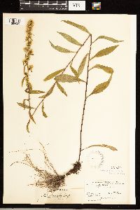 Solidago roanensis image