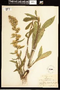 Solidago roanensis image
