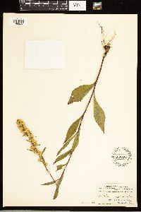 Solidago roanensis image
