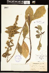 Solidago sciaphila image