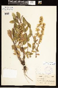 Solidago sciaphila image