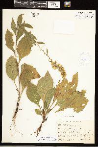 Solidago sciaphila image