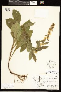 Solidago sciaphila image