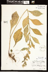 Solidago sciaphila image