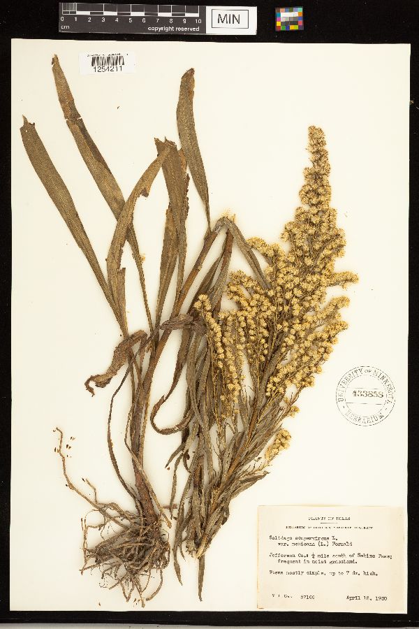 Solidago image