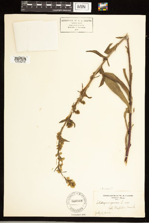 Solidago simplex image