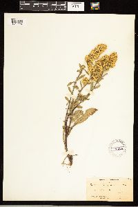 Solidago simplex image
