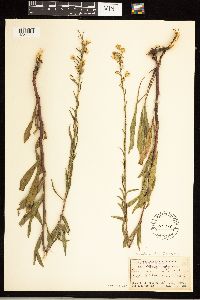 Solidago simplex image
