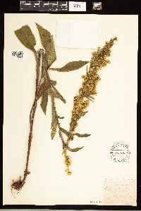 Solidago simplex image