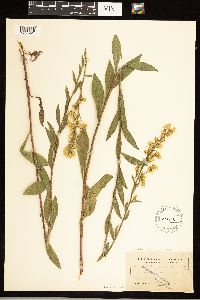 Solidago simplex image