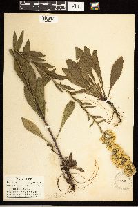 Solidago simplex image