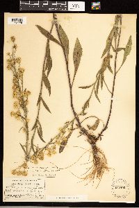 Solidago simplex image