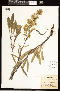 Solidago simplex image