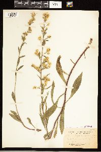 Solidago simplex image
