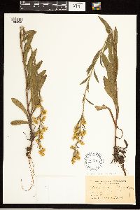 Solidago simplex image