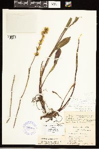 Solidago simplex image