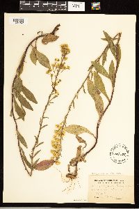 Solidago simplex image