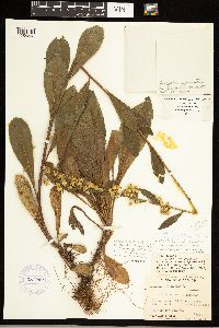 Solidago simplex image