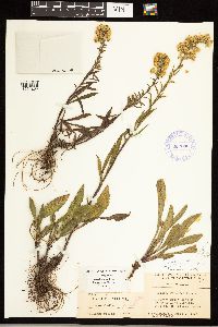 Solidago simplex image