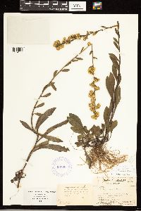 Solidago simplex image