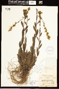 Solidago simplex image