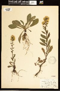 Solidago simplex image