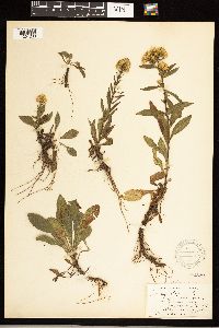 Solidago simplex image
