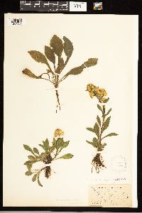 Solidago simplex image